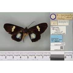 /filer/webapps/moths/media/images/E/epipales_Agarista_LT_BMNHa.jpg