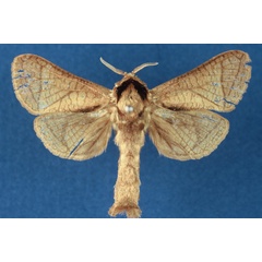 /filer/webapps/moths/media/images/E/entebbeensis_Haberlandia_HT_NMK.jpg