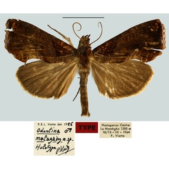 /filer/webapps/moths/media/images/M/malagasy_Odontina_HT_MNHN.jpg