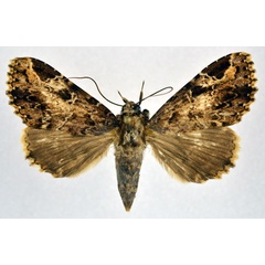 /filer/webapps/moths/media/images/E/eximia_Pseudotolna_A_NHMO.jpg