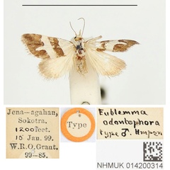 /filer/webapps/moths/media/images/O/odontophora_Eublemma_HT_BMNH.jpg