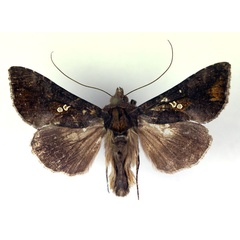 /filer/webapps/moths/media/images/G/glyceia_Trichoplusia_AM_RMCA.jpg