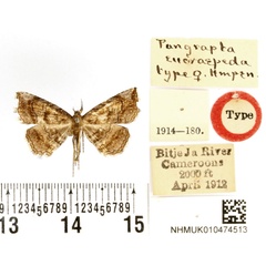 /filer/webapps/moths/media/images/E/eucraspeda_Pangrapta_HT_BMNH.jpg