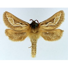 /filer/webapps/moths/media/images/R/rufescens_Eudalaca_AM_TMSA.jpg