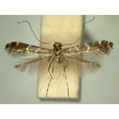 /filer/webapps/moths/media/images/F/filifera_Aspilapteryx_MT_TMSA5672.jpg