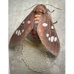 /filer/webapps/moths/media/images/C/caeruleifascia_Balacra_AF_Adlington.jpg