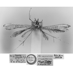 /filer/webapps/moths/media/images/C/crudipennis_Marasmarcha_HT_BMNH.jpg