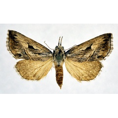 /filer/webapps/moths/media/images/O/orientis_Zekelita_A_NHMO.jpg
