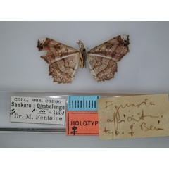 /filer/webapps/moths/media/images/A/apicata_Egansia_HT_RMCA_02.jpg