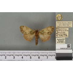 /filer/webapps/moths/media/images/M/miselioides_Dasychira_NAT_BMNHa.jpg