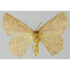 /filer/webapps/moths/media/images/S/sparsipuncta_Chrysocraspeda_AF_ZSMb.jpg