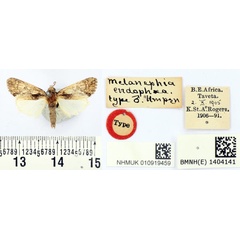 /filer/webapps/moths/media/images/E/endophaea_Melanephia_HT_BMNH.jpg