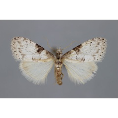 /filer/webapps/moths/media/images/C/chionea_Meganola_A_BMNH.jpg