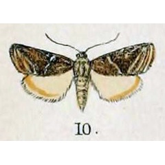/filer/webapps/moths/media/images/U/uberalis_Pyralis_HT_Swinhoe_48_10.jpg