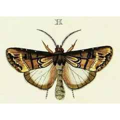 /filer/webapps/moths/media/images/I/idonea_Agrotis_Cramer3_285_H.jpg