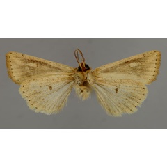 /filer/webapps/moths/media/images/P/pyrostrota_Vietteana_A_RMCA_02.jpg