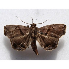 /filer/webapps/moths/media/images/Z/zethesia_Trichopalpina_A_Goff.jpg
