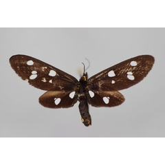 /filer/webapps/moths/media/images/I/inauramacula_Tritonaclia_PT_BMNH.jpg