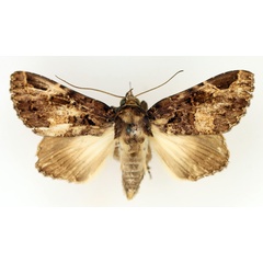 /filer/webapps/moths/media/images/A/angulata_Pseudogiria_AF_TMSA_01.jpg