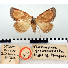 /filer/webapps/moths/media/images/G/griseocincta_Xanthoptera_HT_BMNH.jpg