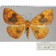 /filer/webapps/moths/media/images/M/maculata_Oaracta_AF_ZSM_01.jpg