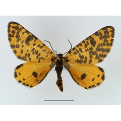 /filer/webapps/moths/media/images/G/geometrina_Zerenopsis_AM_TMSA.jpg