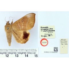 /filer/webapps/moths/media/images/C/caeruleoalba_Achaea_HT_BMNH.jpg