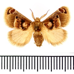 /filer/webapps/moths/media/images/P/ploetzi_Zinara_AM_BMNH.jpg