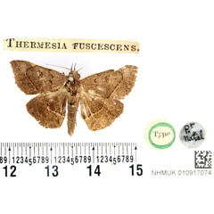 /filer/webapps/moths/media/images/F/fuscescens_Thermesia_HT_BMNH.jpg