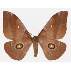 /filer/webapps/moths/media/images/O/occidentalis_Gonimbrasia_AF_Basquina.jpg