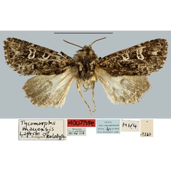 /filer/webapps/moths/media/images/M/mauensis_Tycomarptes_HT_MNHN.jpg