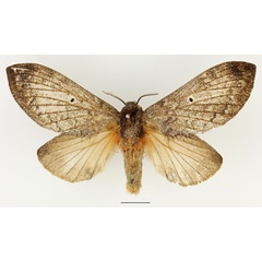 /filer/webapps/moths/media/images/M/meridionalis_Gastroplakaeis_AF_Basquin.jpg