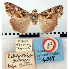 /filer/webapps/moths/media/images/Y/yerburii_Callopistria_HT_BMNH.jpg