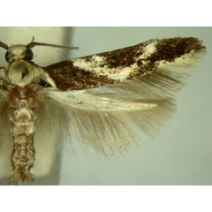 /filer/webapps/moths/media/images/H/hyptiota_Strenophila_ST481_TMSA_02.jpg