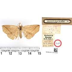 /filer/webapps/moths/media/images/A/amaponda_Gracilodes_HT_BMNH.jpg