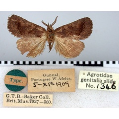 /filer/webapps/moths/media/images/H/holophaea_Gortynodes_HT_BMNH.jpg