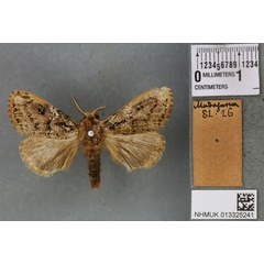 /filer/webapps/moths/media/images/M/moerens_Calliteara_LT_BMNHa.jpg