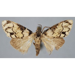 /filer/webapps/moths/media/images/V/venosalis_Meganola_A_BMNH.jpg