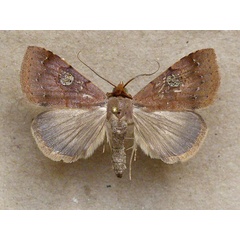 /filer/webapps/moths/media/images/P/punctilineata_Plecoptera_A_Butler.jpg