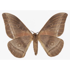 /filer/webapps/moths/media/images/G/godarti_Gonimbrasia_AF_Basquinb.jpg