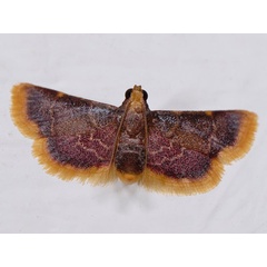 /filer/webapps/moths/media/images/M/mauritialis_Hypsopygia_A_Mazzei_02.jpg