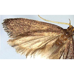 /filer/webapps/moths/media/images/M/malawiana_Lecithocera_HT_NHMUK.jpg