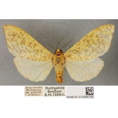 /filer/webapps/moths/media/images/F/feminina_Spilosoma_PTF_BMNH.jpg