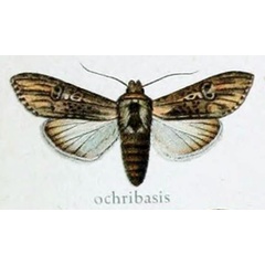 /filer/webapps/moths/media/images/O/ochribasis_Cucullia_HT_Gaede_7e.jpg