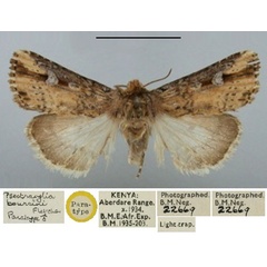 /filer/webapps/moths/media/images/B/boursini_Psectraxylia_PT_BMNH.jpg
