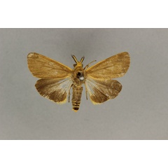 /filer/webapps/moths/media/images/M/marginalis_Amsacta_ST_BMNH.jpg