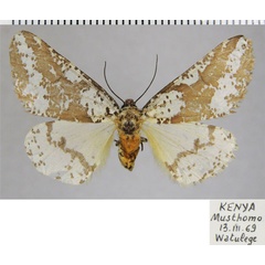 /filer/webapps/moths/media/images/C/commaculata_Rhodophthitus_AF_ZSM.jpg