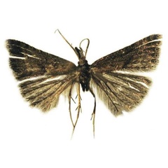 /filer/webapps/moths/media/images/L/lenzi_Microschismus_HT_BMNH.jpg