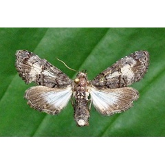 /filer/webapps/moths/media/images/A/albidisca_Marathyssa_AF_Butler.jpg