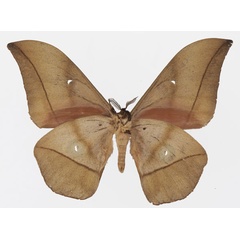 /filer/webapps/moths/media/images/D/dallastai_Lobobunaea_AM_Basquinb.jpg